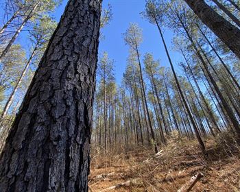 Country Living with a Timberland Investment and Recreational Upside