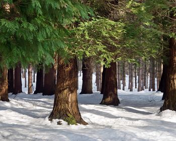 Forest Industry Scenarios and Local Timber Market Conditions