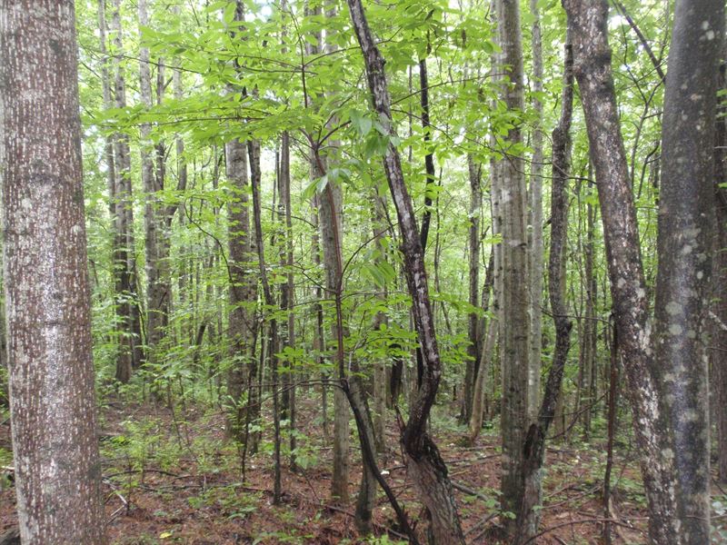 21.5 Ac. in Northern Greenville Co : Travelers Rest : Greenville County : South Carolina
