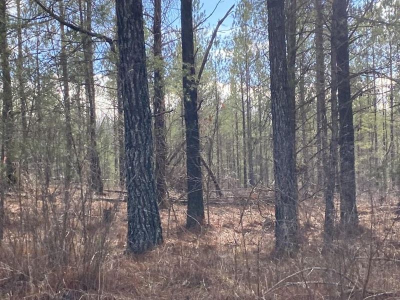 6.39 Acres Wooded Property Near : Crossville : Cumberland County : Tennessee