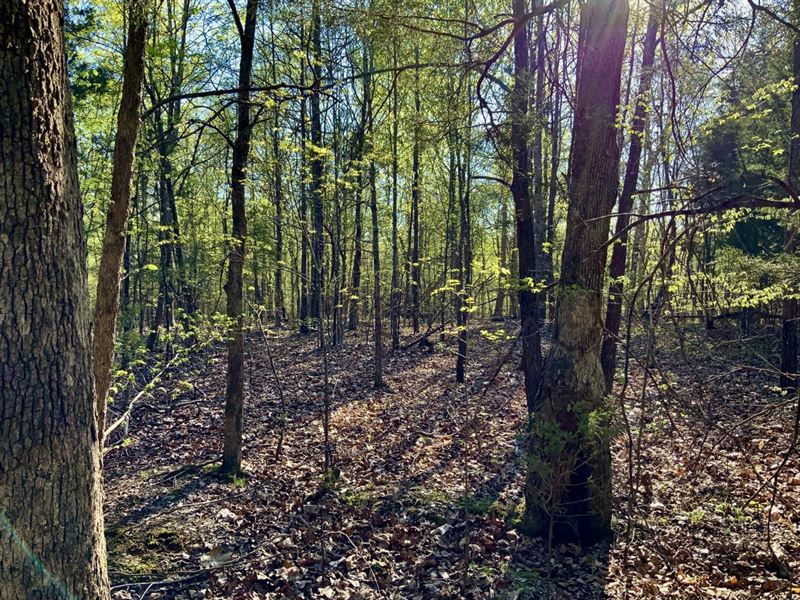 5 Acre Buildable Lot Located Minute : Dover : Stewart County : Tennessee