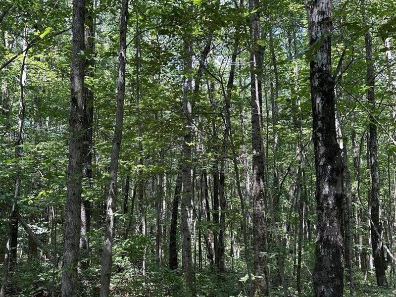 Almost 30 Acres of Hard to Find, ni : Altamont : Grundy County : Tennessee