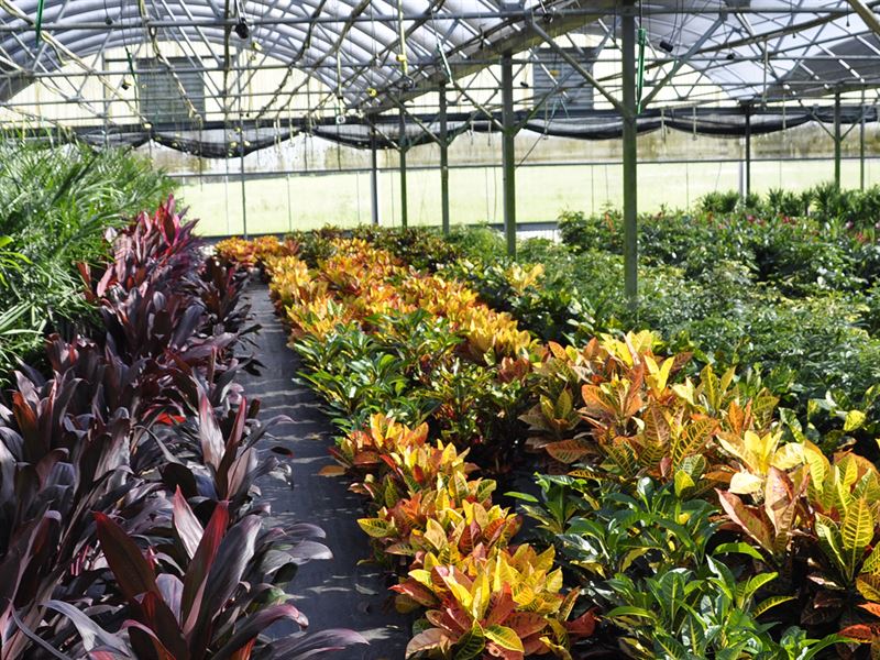 Lake County Foliage Nursery : Eustis : Lake County : Florida