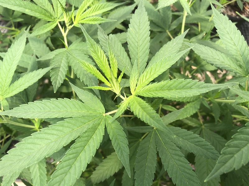 21+- Acre Hemp Farm : Emerson : Bartow County : Georgia