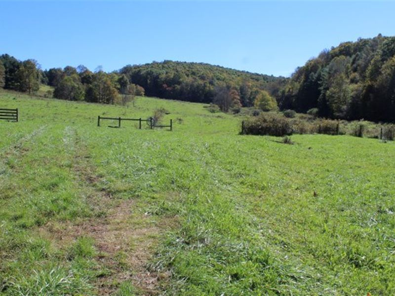 69.9 Acres Land Carroll County : Laurel Fork : Carroll County : Virginia