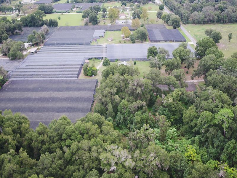 Potential Industrial Hemp Operation : Pierson : Volusia County : Florida