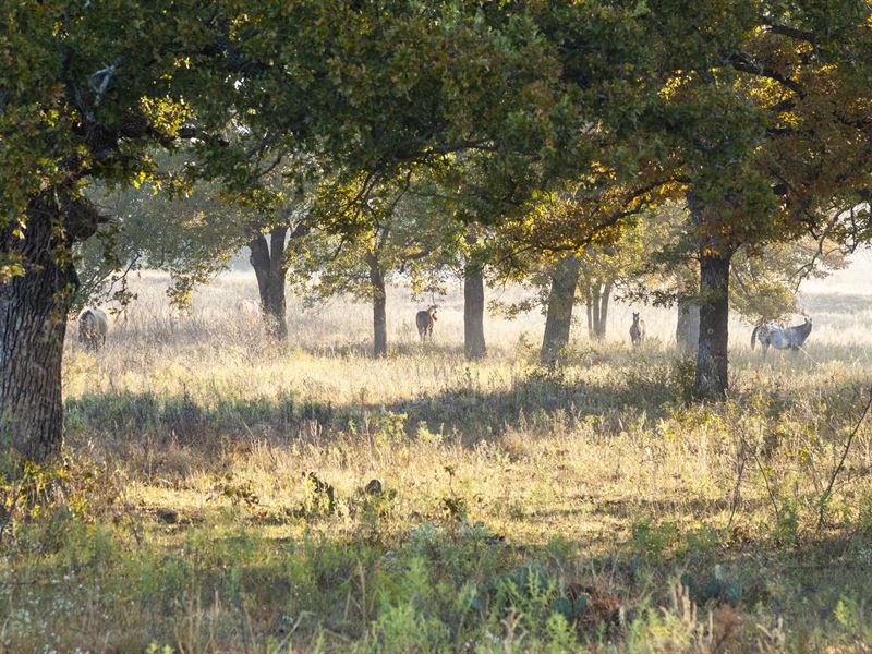 Gorgeous Land Available, Multi Use : Mineral Wells : Palo Pinto County : Texas