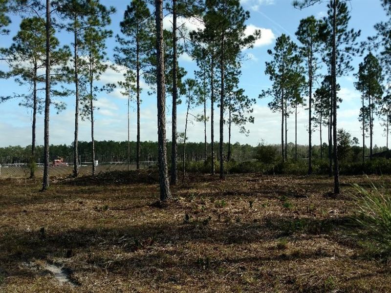 106.09 Acres North Central Florida : Olustee : Baker County : Florida