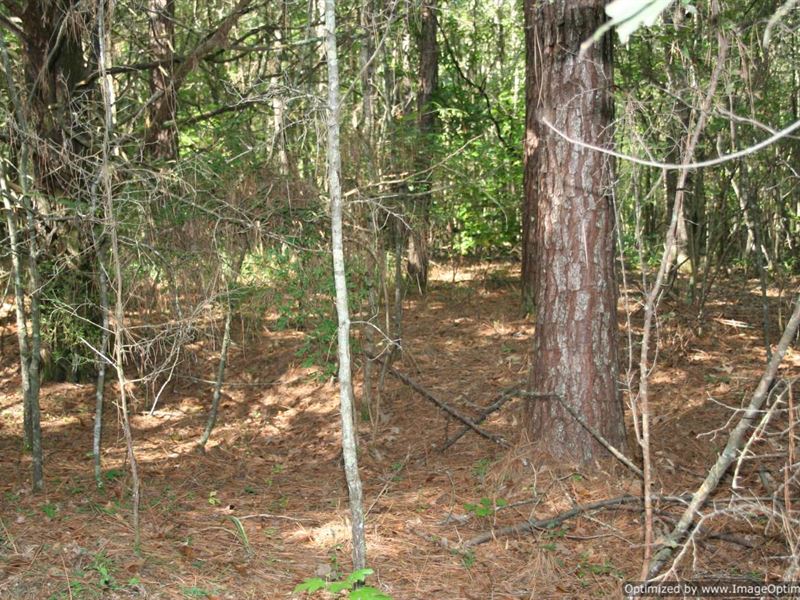 25 Ac in Yazoo County, MS : Pickens : Yazoo County : Mississippi