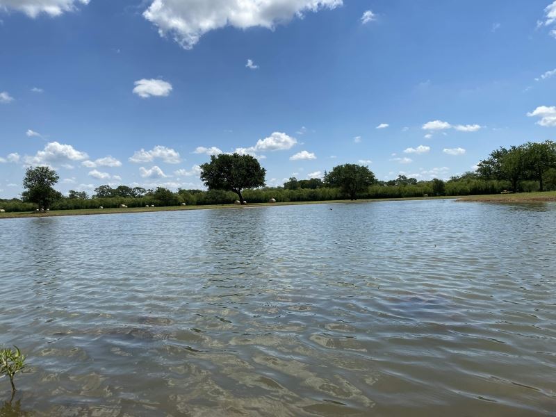 Orchard 49 : Wharton : Wharton County : Texas