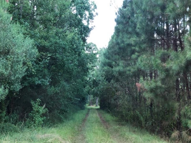 16 Acres In Lincoln County In Brook : Brookhaven : Lincoln County : Mississippi