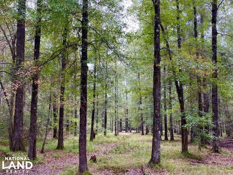 Hwy 45 Timber & Hunting West Tract : Shubuta : Clarke County : Mississippi