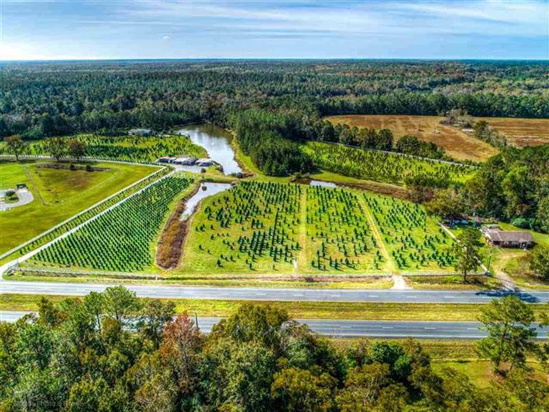 Christmas Tree Farm for Sale : Havana : Gadsden County : Florida