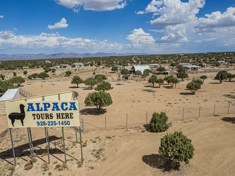 Alpacas of The Southwest : Kingman : Mohave County : Arizona