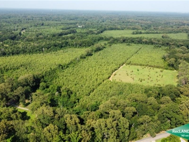 186.2 Ac, Timberland & Hunting : Bastrop : Morehouse Parish : Louisiana