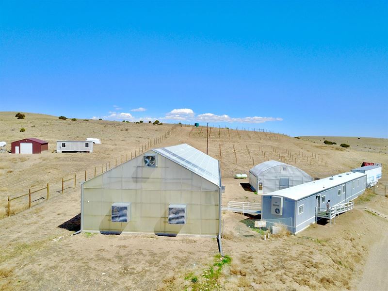 Marijuana Operation : Walsenburg : Huerfano County : Colorado