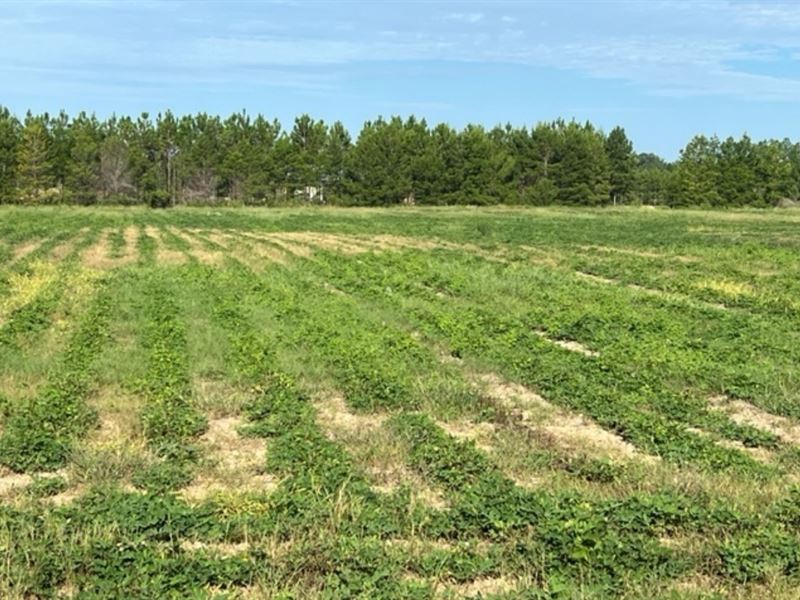 9.5 Acres Stephens Flat Road Tract : Greenwood : Jackson County : Florida