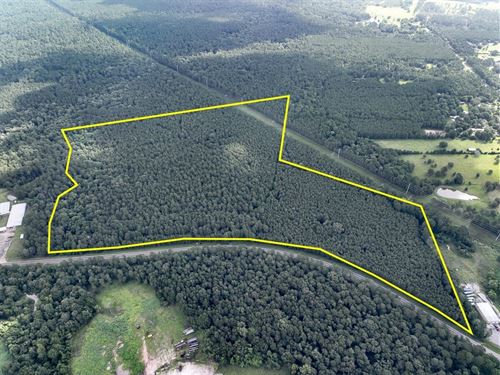81 Acres, FM 2793 : New Waverly : Walker County : Texas