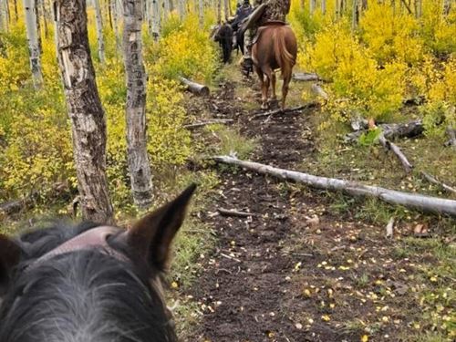 Outfitting Business For Sale Wester : Cedaredge : Delta County : Colorado