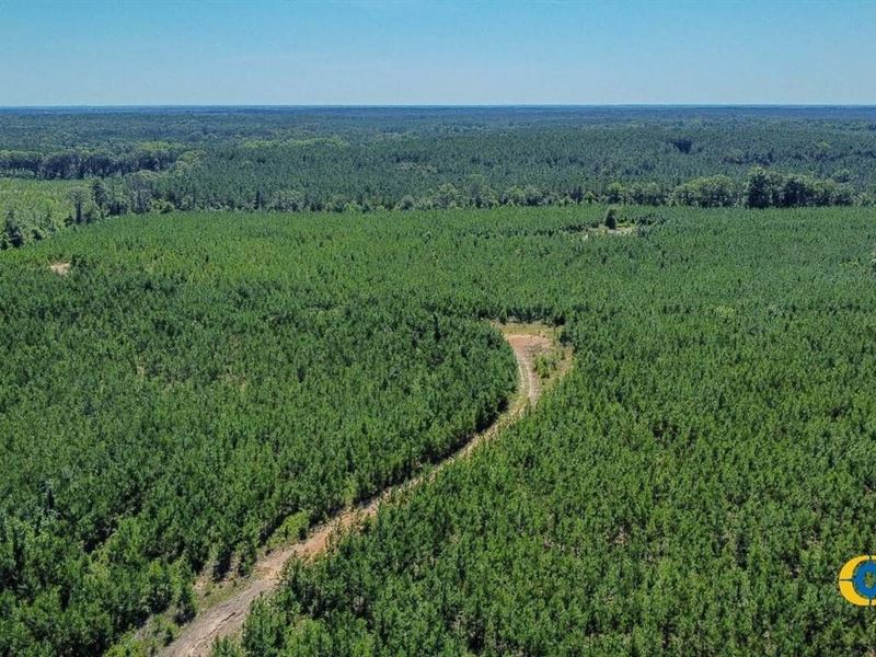 Allmon Road North Tract : Butler : Taylor County : Georgia